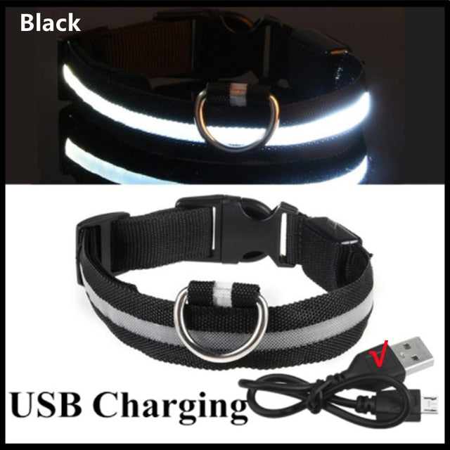 LED Dog Collar USB Rechargeable - Special Offer