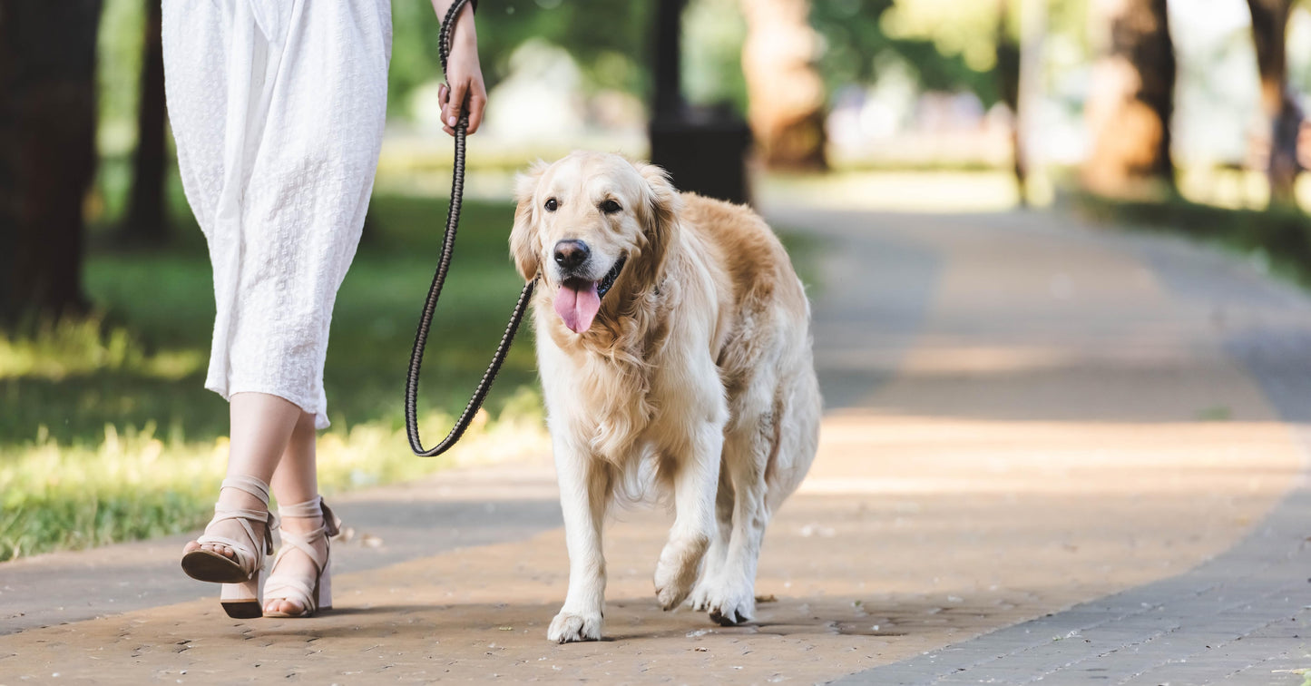 NO PULL Dog Harness