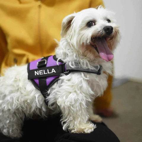 NO PULL Dog Harness